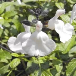 SALVIA grahamii 'Chantilly' 3L