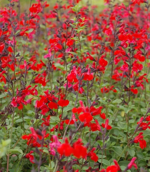 SALVIA grahamii Rouge 3L