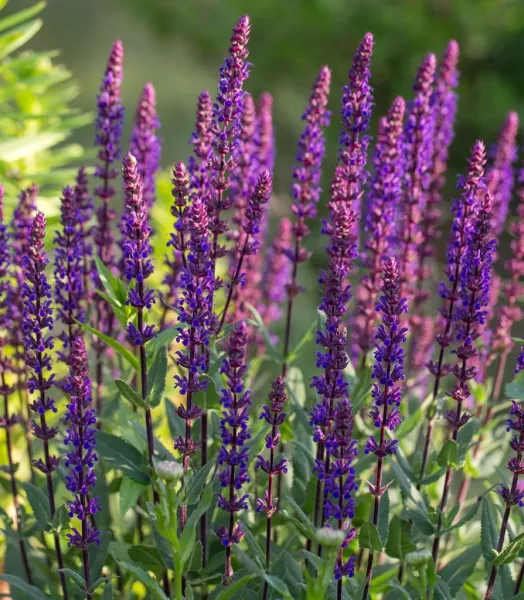 SALVIA nemorosa 'Caradonna' 3L