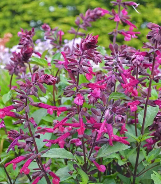 SALVIA x 'Love & Wishes' 3L