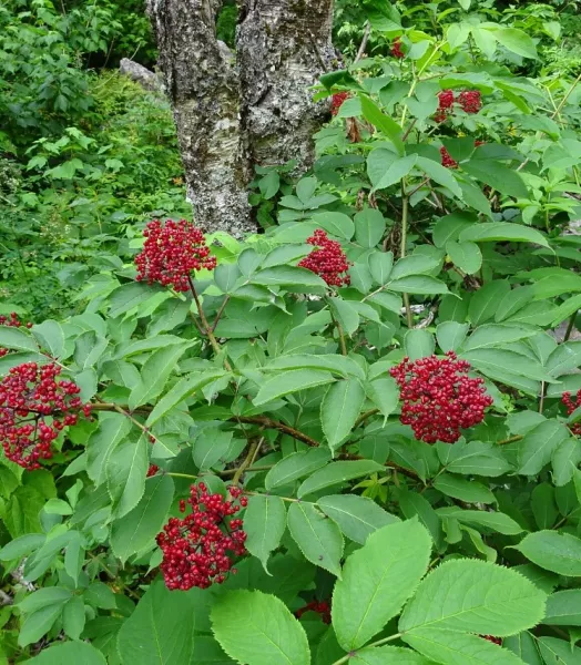 sambucus-racemosa-1.webp
