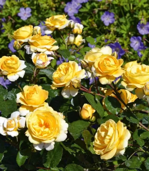 Rosier Decorosier Soleya 4L