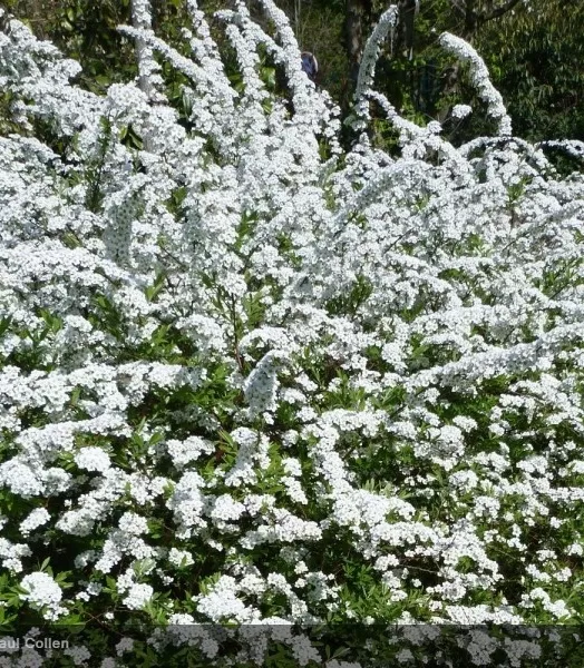 spiraea-arguta.webp