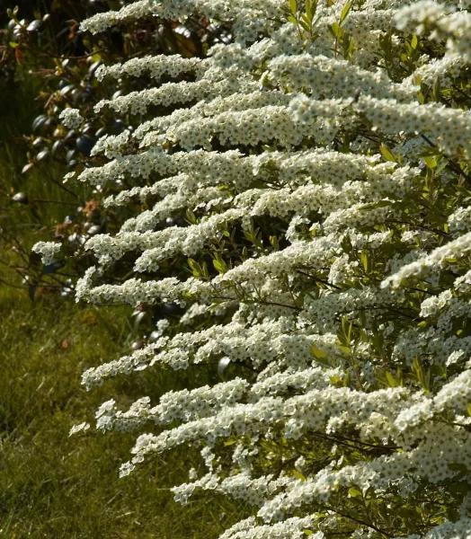 spiraea-cinerea-grefsheim-781822-1.webp