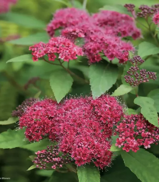 spiraea-japonica-double-play-red-82556-1.webp