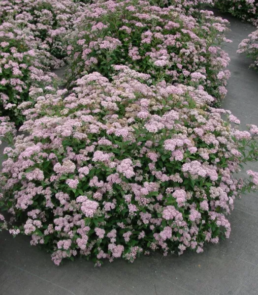 spiraea-japonica-little-princess.webp
