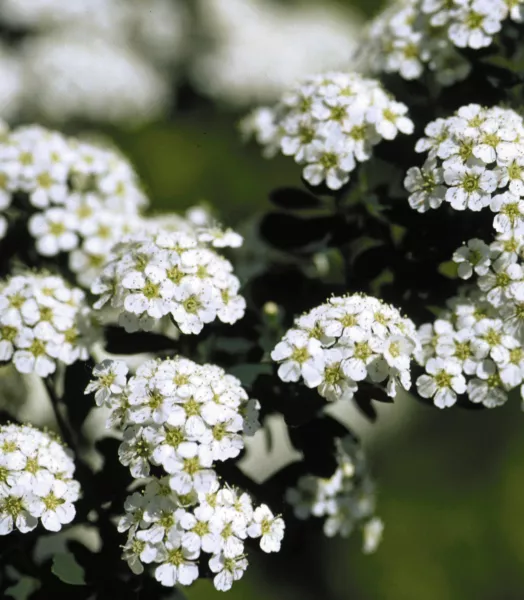 spiraea-snowmound-bn.webp