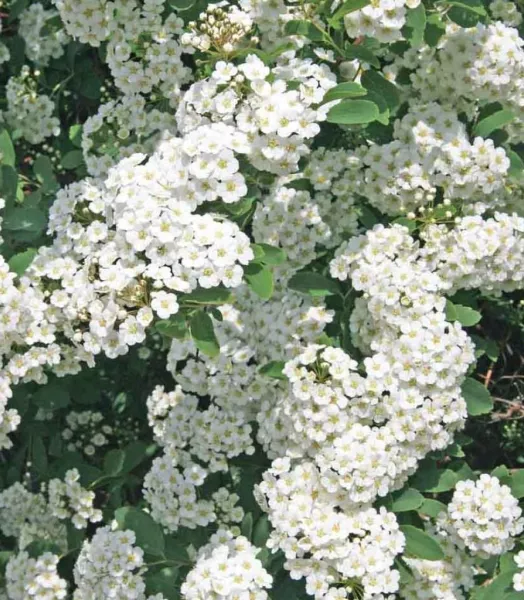 SPIRAEA 'Vanhouttei' 4L