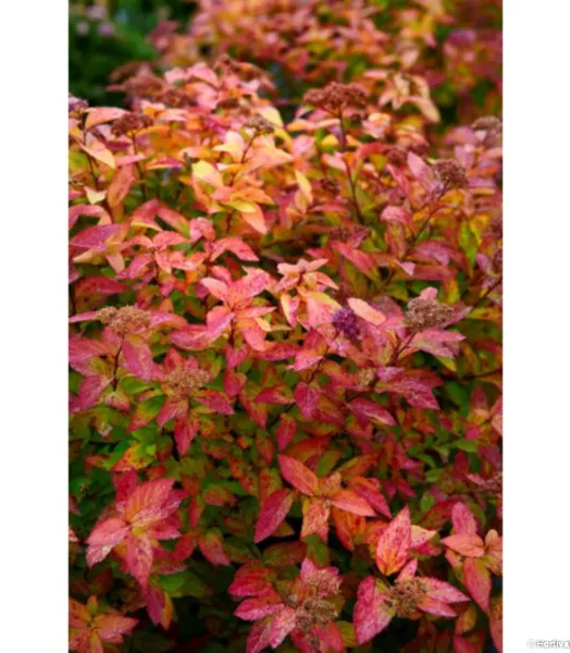 SPIRAEA J. 'Little Flame' 4L