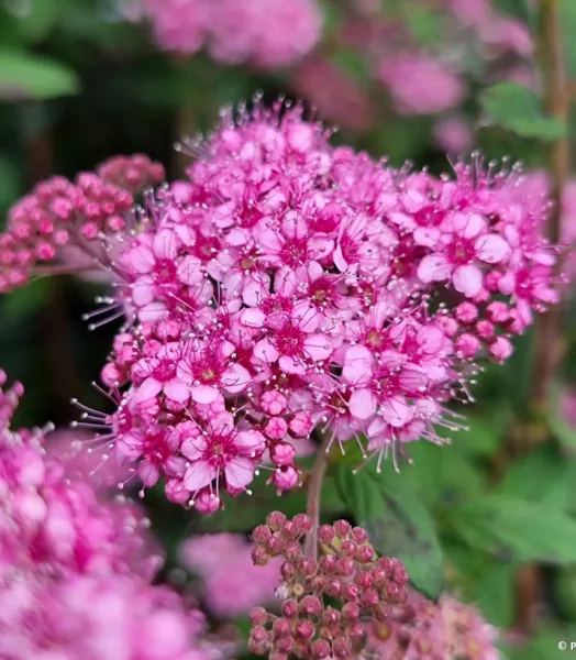 SPIRAEA japonica Odensala 4L