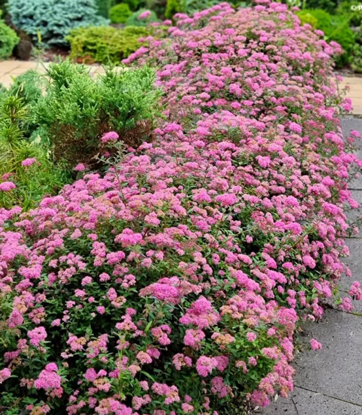 spiree-japonaise-odessa-spiraea-japonica-copyright-17947-2.webp