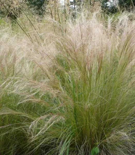 stipa-tenuifolia-812042-1_0.webp