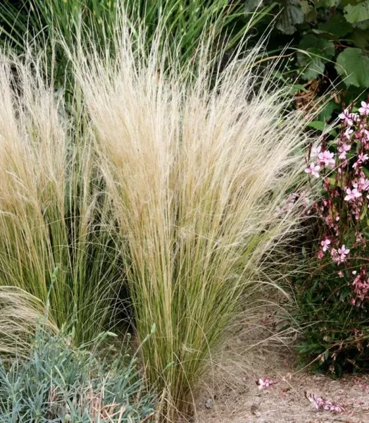 stipa-tenuifolia-cheveux-d-ange-pony-tails-copyright-a-812042-1.webp
