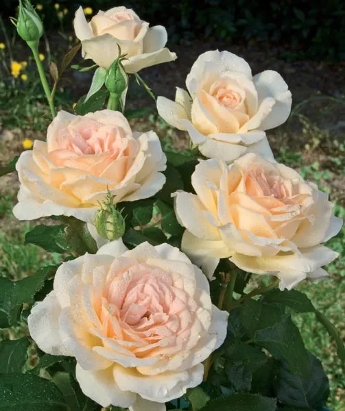 Rosier tige sp. Sweet lOVE 7,5l