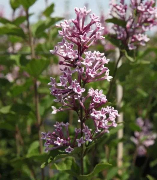 SYRINGA  Josée 4L