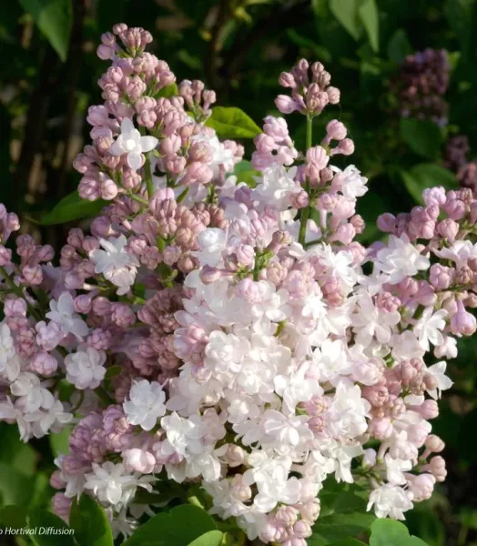 SYRINGA VULGARIS BELLE DE MOSCOU 4L