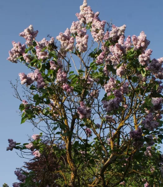 SYRINGA V. 'Katherine Havemeyer' 7,5L