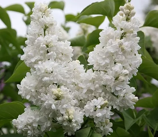 SYRINGA VULGARIS MME LEMOINE 4L