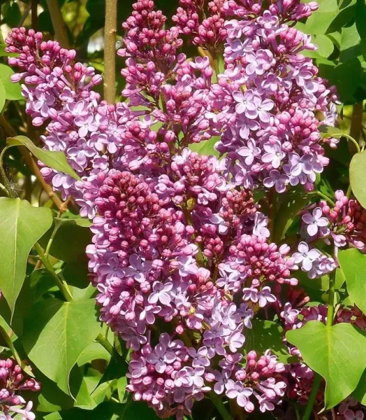 SYRINGA V.Princesse Sturdza 7,5L