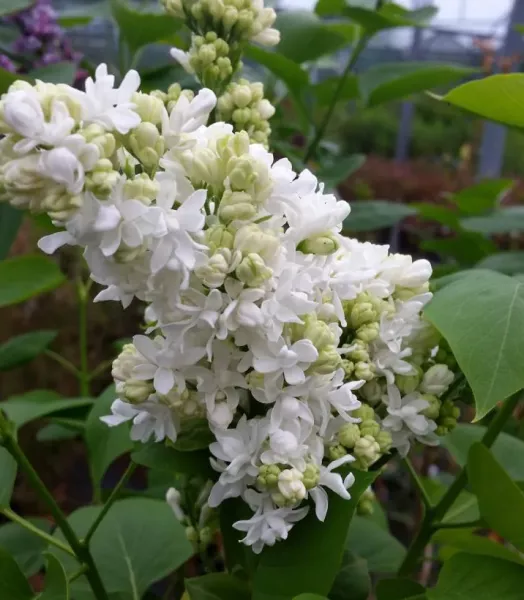 SYRINGA V.'Mme Lemoine' 7,5L