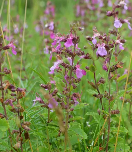 teucrium-chamaedrys-wild-form-germandree-petit-chene-copyright-17415-1.webp