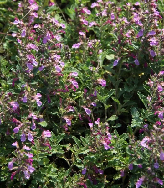 teucrium-chamaedrys-wild-form-germandree-petit-chene-copyright-17415-3.webp