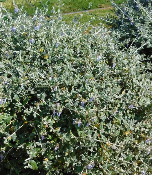 teucrium-fruticans-copyright-1002241-1.webp