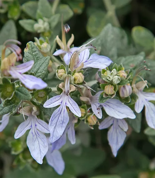 TEUCRIUM fruticans 4L