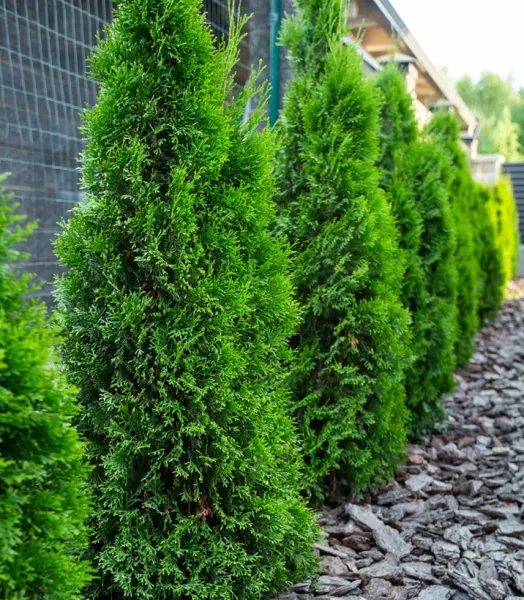 THUJA OCCIDENTALIS EMERAUDE 4L
