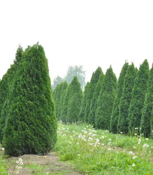 THUJA occidentalis 'EMERAUDE'
