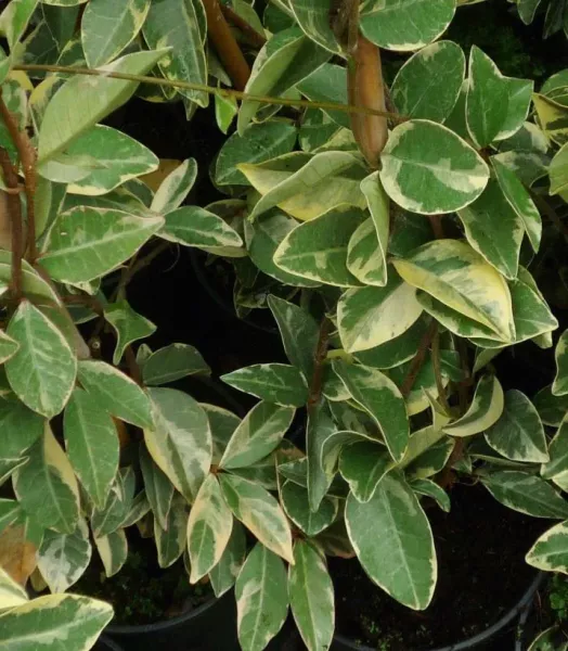 trachelospermum-jasminoides-variegatum-83642-1.webp