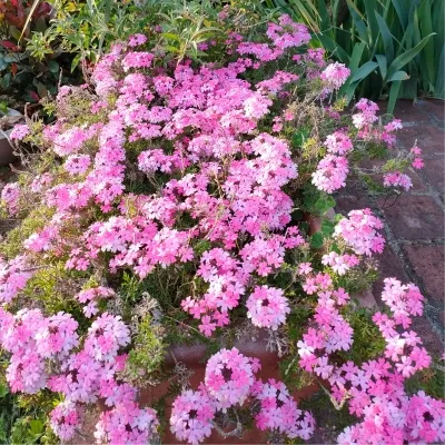 verbena-cleopatra-2_2.webp