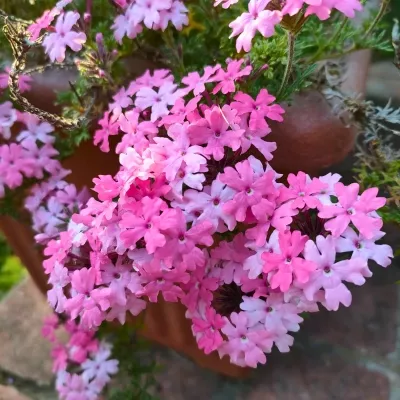 VERBENA x Cleopatra 3L