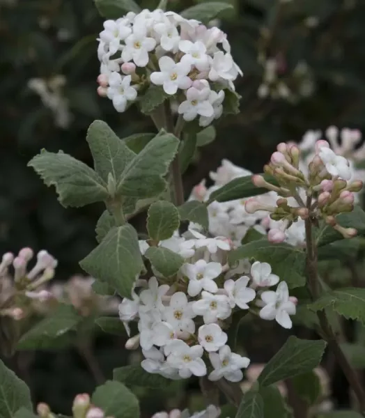 VIBURNUM MACROC. STERILE  4L