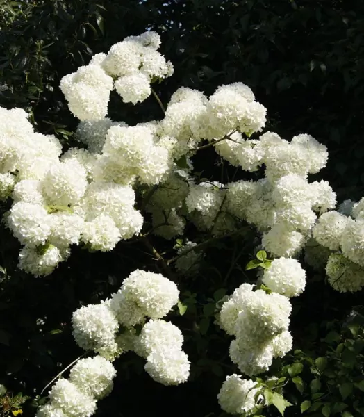 VIBURNUM macrocephalum STERILE 4L