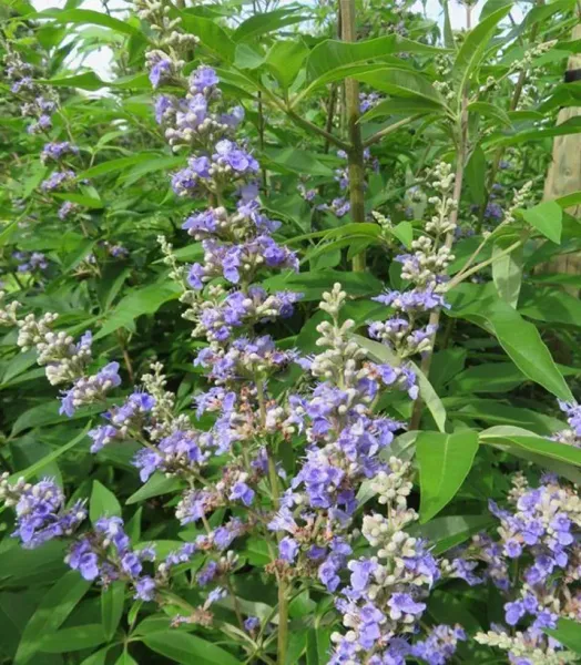 VITEX x Summertime Blues 4L
