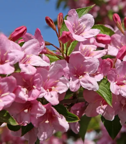 weigela-stelzneri-copyright-1008982-4.webp