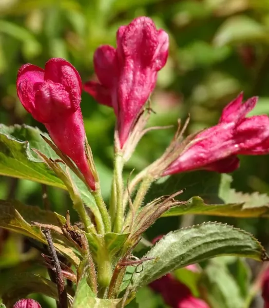 weigela-stelzneri-en-pot-de-2l3l-1008982-3.webp