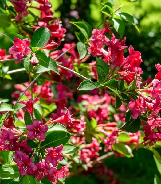 WEIGELIA 'BRISTOL RUBY' 4L