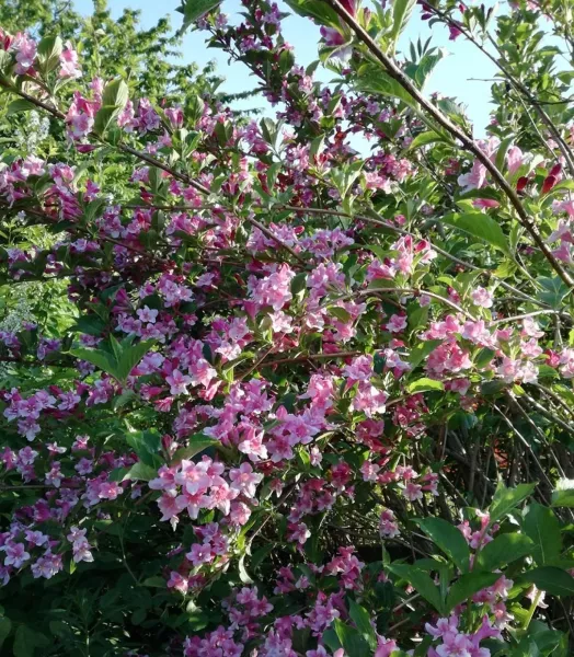 WEIGELIA 'STELZNERI' '4L