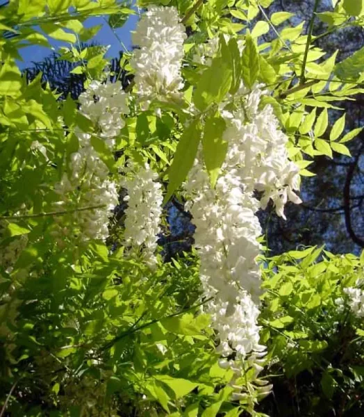 WISTERIA sinensis ALBA 4L