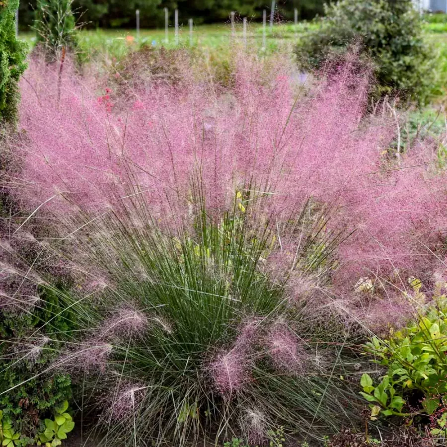 muhlenbergia-reverchonii-undaunted-ruby-muhly-grass.webp