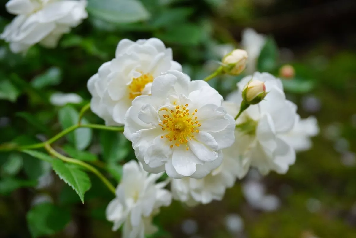 rosa_-yvonne_rabier-_at_ishida_rose_garden_in_odate_akita_japan.webp